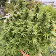Garden Grow 2026 Go big or go home