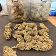 Garden Grow 2026 Go big or go home