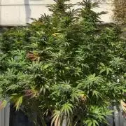 Garden Grow 2026 Go big or go home