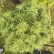 Garden Grow 2026 Go big or go home
