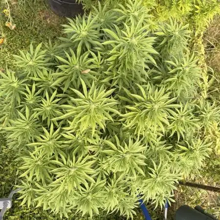 Garden Grow 2026 Go big or go home