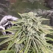 First Grow in a tent EVARR