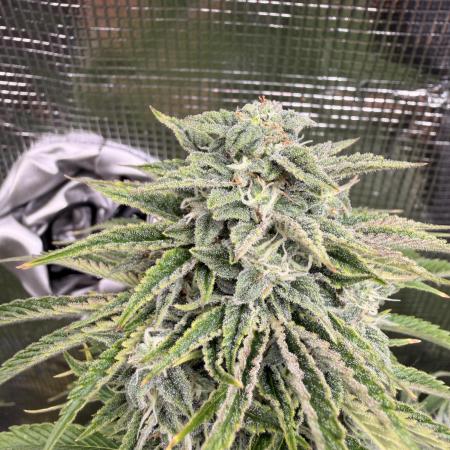 First Grow in a tent EVARR