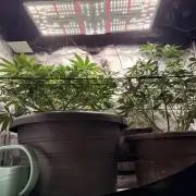 Second indoor Grow
