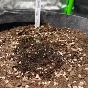 Lucy 2.0