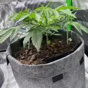 Selfish (Bagseed) My 1st Grow