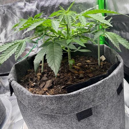Selfish (Bagseed) My 1st Grow