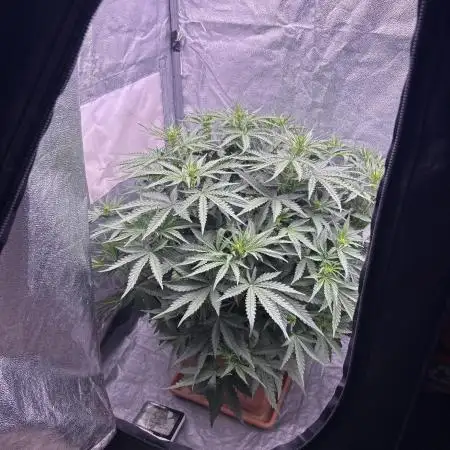 original big bud auto