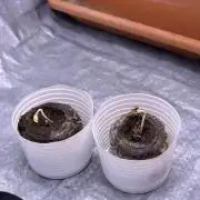 original big bud auto