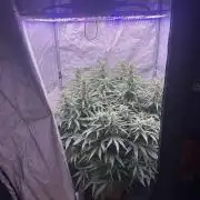original big bud auto