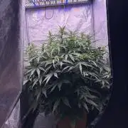 original big bud auto