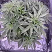 original big bud auto