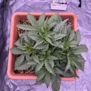original big bud auto