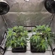 MannyT Blueberry Muffin Clone