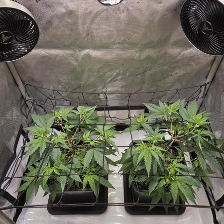 MannyT Blueberry Muffin Clone