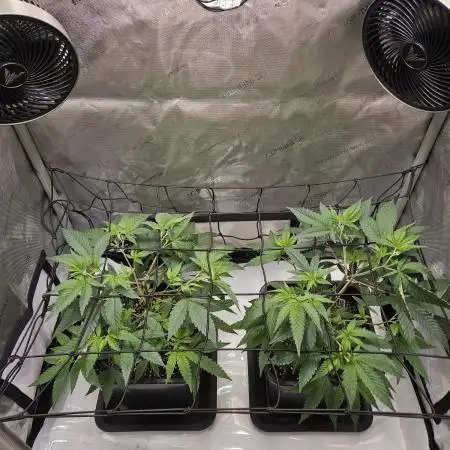 MannyT Blueberry Muffin Clone