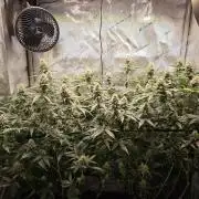 MannyT Blueberry Muffin Clone
