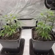 MannyT Blueberry Muffin Clone