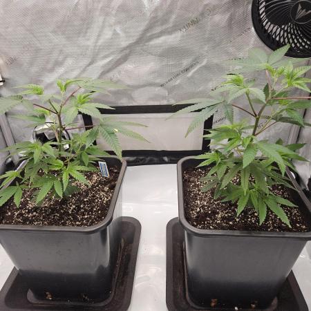 MannyT Blueberry Muffin Clone