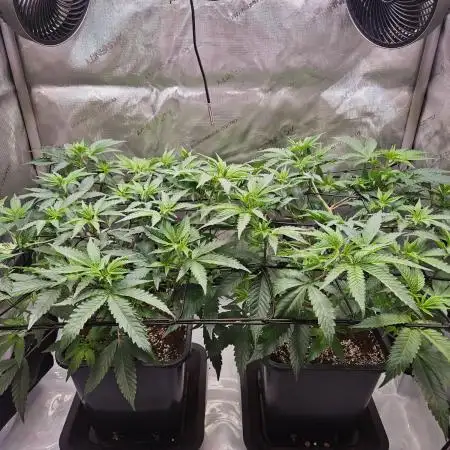 MannyT Blueberry Muffin Clone