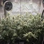 MannyT Blueberry Muffin Clone