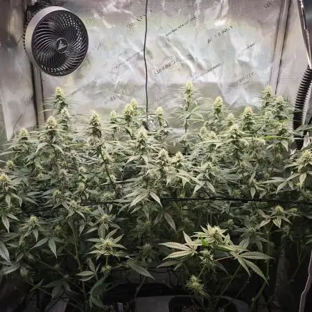 MannyT Blueberry Muffin Clone