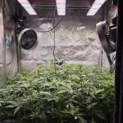 MannyT Blueberry Muffin Clone