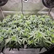 MannyT Blueberry Muffin Clone