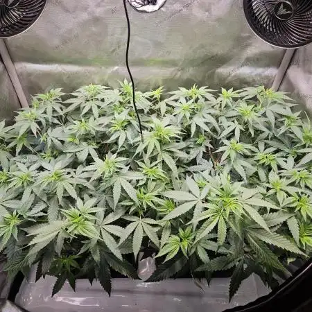 MannyT Blueberry Muffin Clone