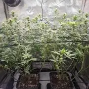 MannyT Blueberry Muffin Clone