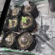 Girl Scout cookies extreme 1st live soil