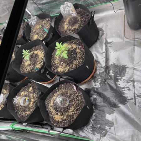 Girl Scout cookies extreme 1st live soil