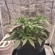 42FastBudz Mystery ????
