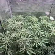 Cereal Milk - Clones from Bushplanet