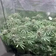Cereal Milk - Clones from Bushplanet