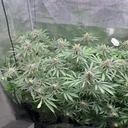 Cereal Milk - Clones from Bushplanet