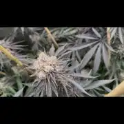 Cereal Milk - Clones from Bushplanet