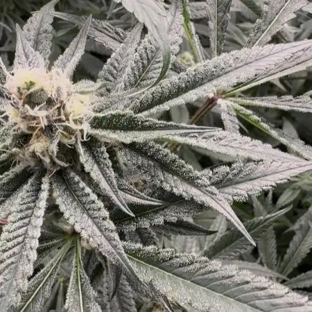 Cereal Milk - Clones from Bushplanet