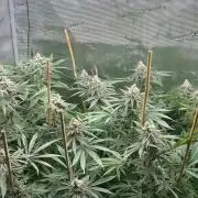 Cereal Milk - Clones from Bushplanet
