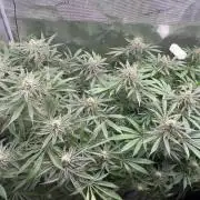 Cereal Milk - Clones from Bushplanet