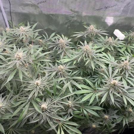 Cereal Milk - Clones from Bushplanet