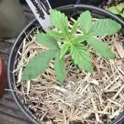 👏L.F.G 🤟