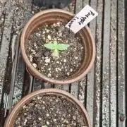 Pineapple chunck🍍