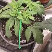 Pineapple chunck🍍