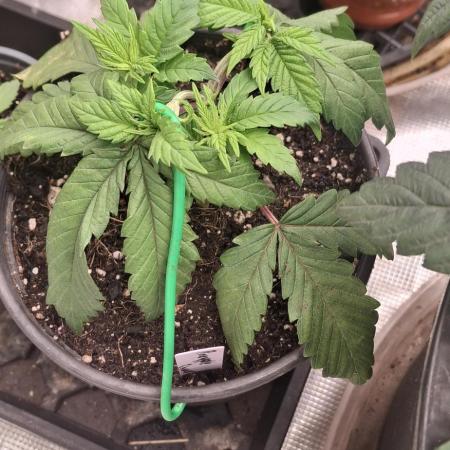 Pineapple chunck🍍