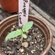 Pineapple chunck🍍