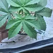 👏L.F.G 🤟