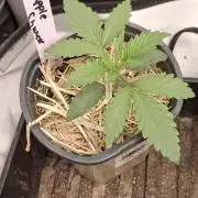 Pineapple chunck🍍
