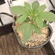 Insane OG ⛽️