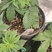 Garlic Cookies 🍪